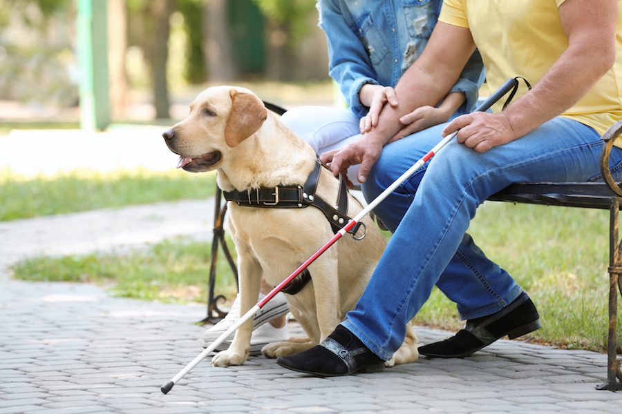 Service Dogs