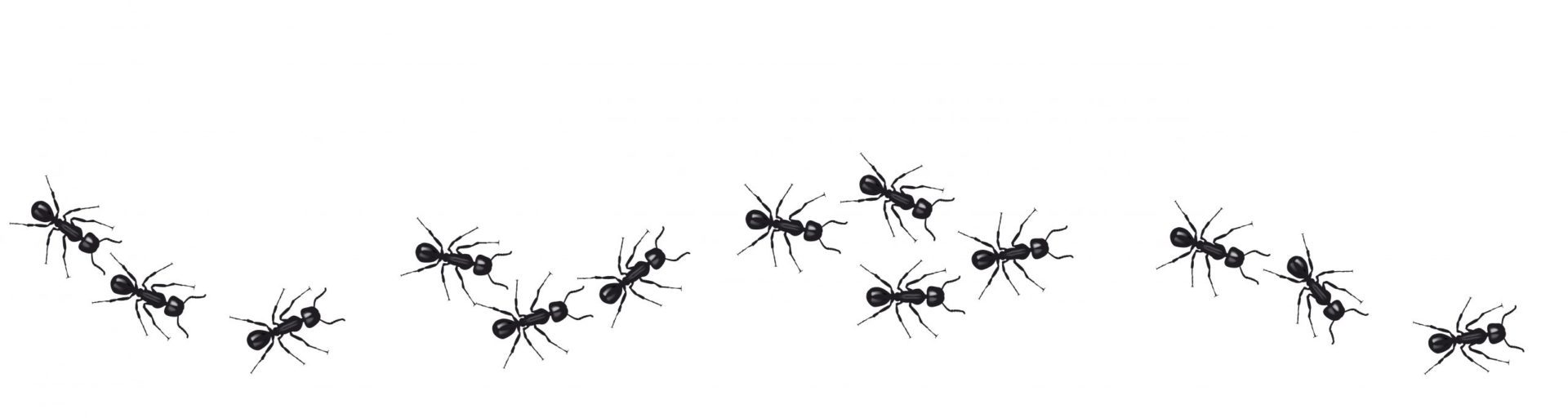 ants image